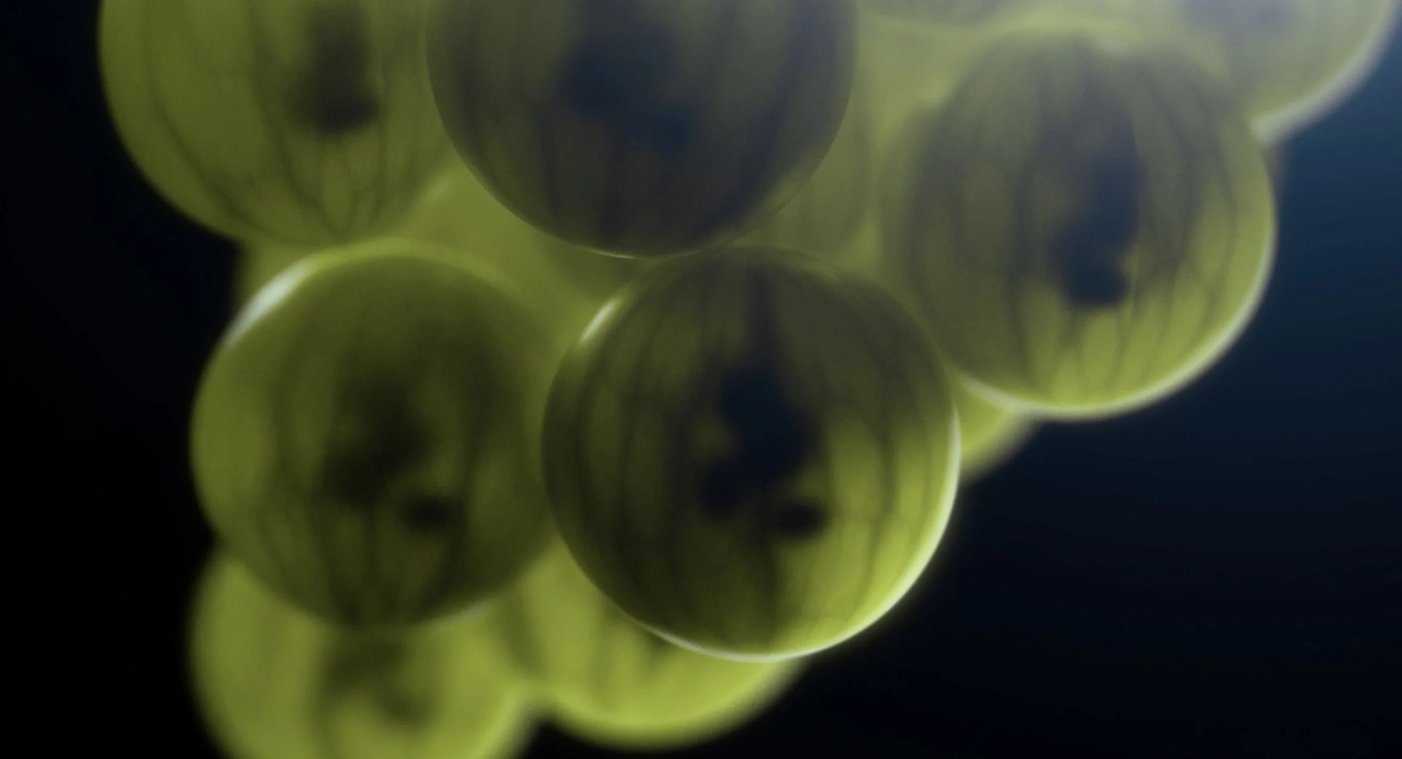 DOM PERIGNON — VINTAGE 2012 : EXPLOSIVE HARMONY — visuel 5