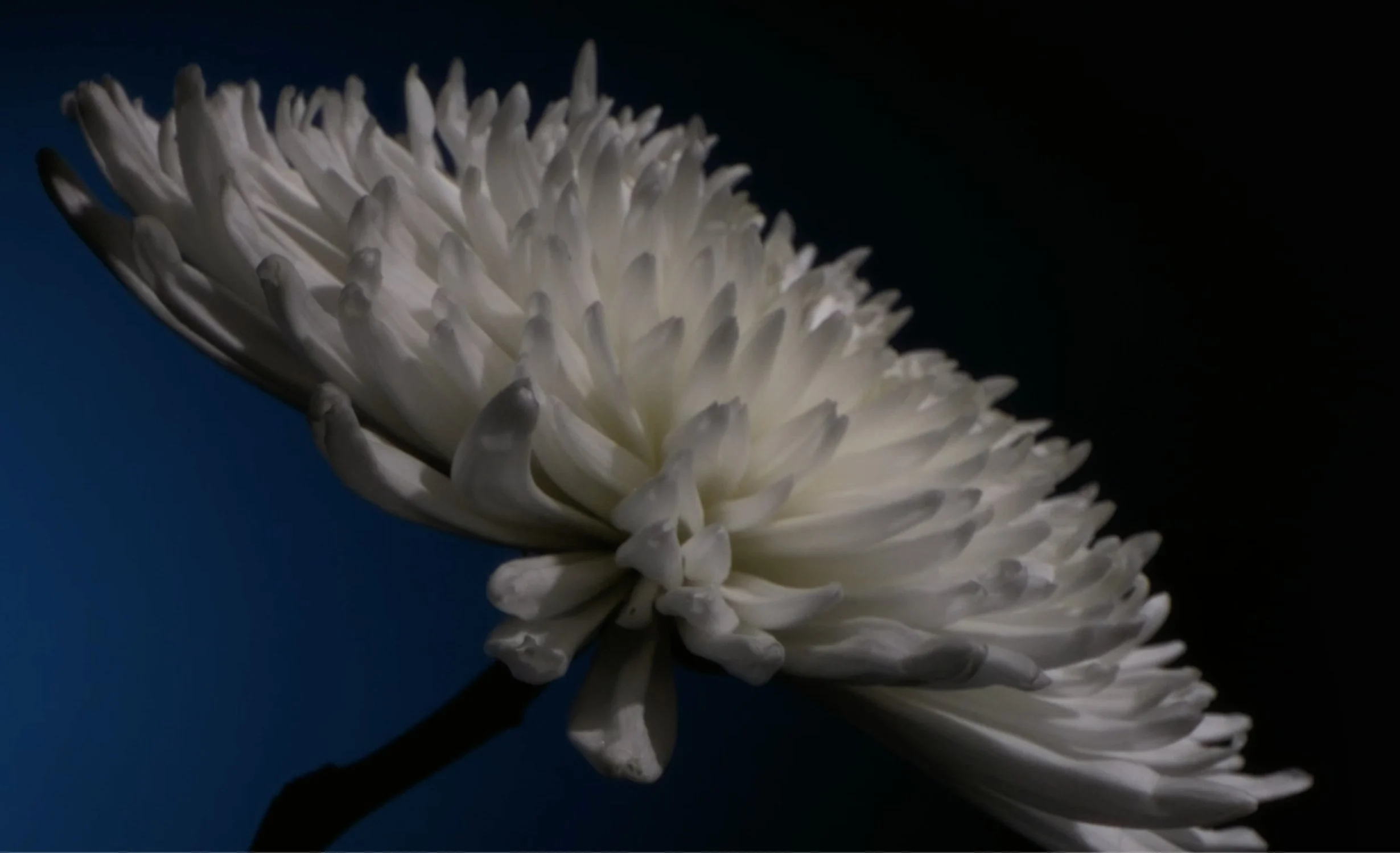 BAPTISTE OLIVIER — FLORAL JOURNEY — visuel 2