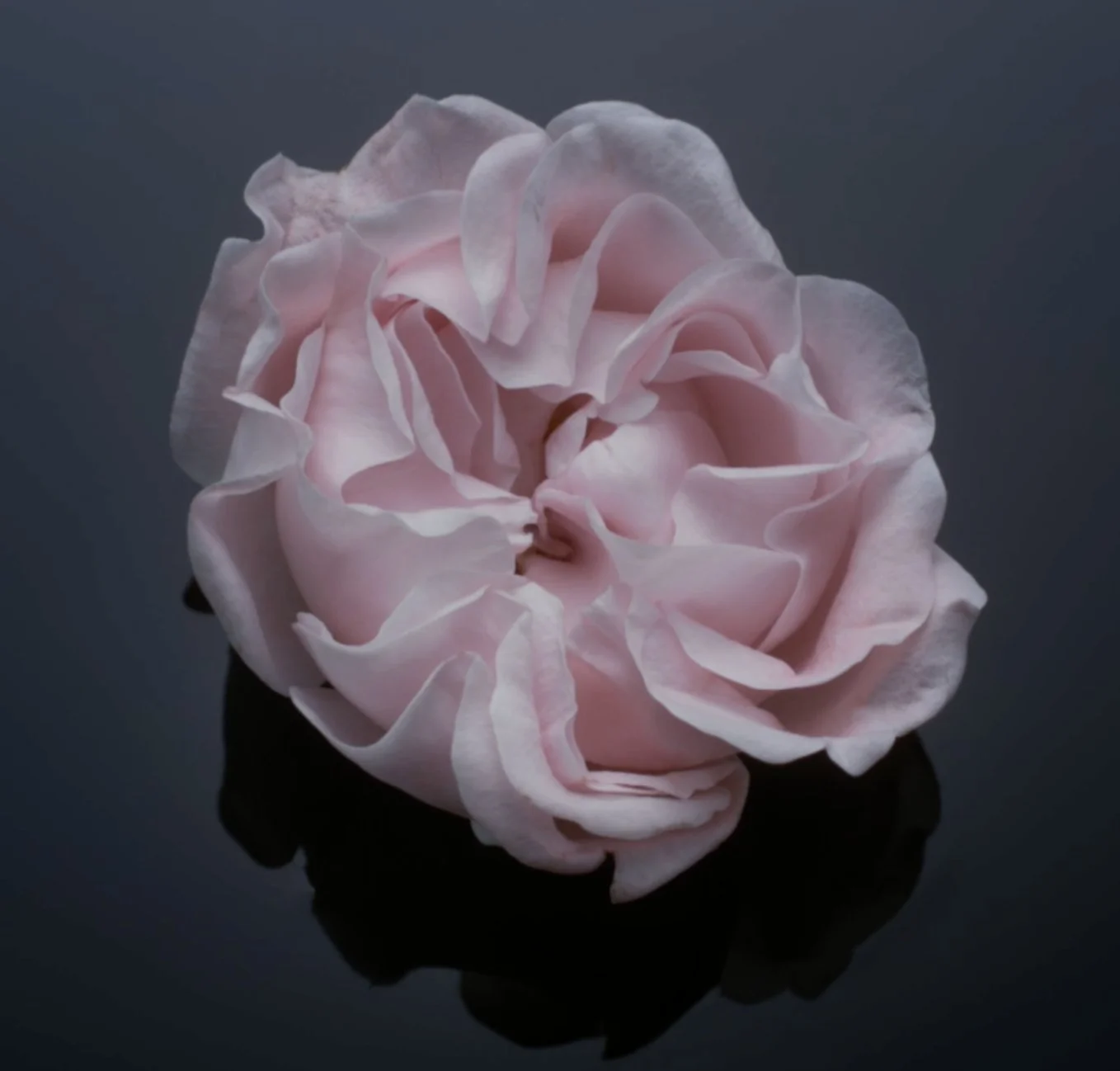 BAPTISTE OLIVIER — FLORAL JOURNEY — visuel 5