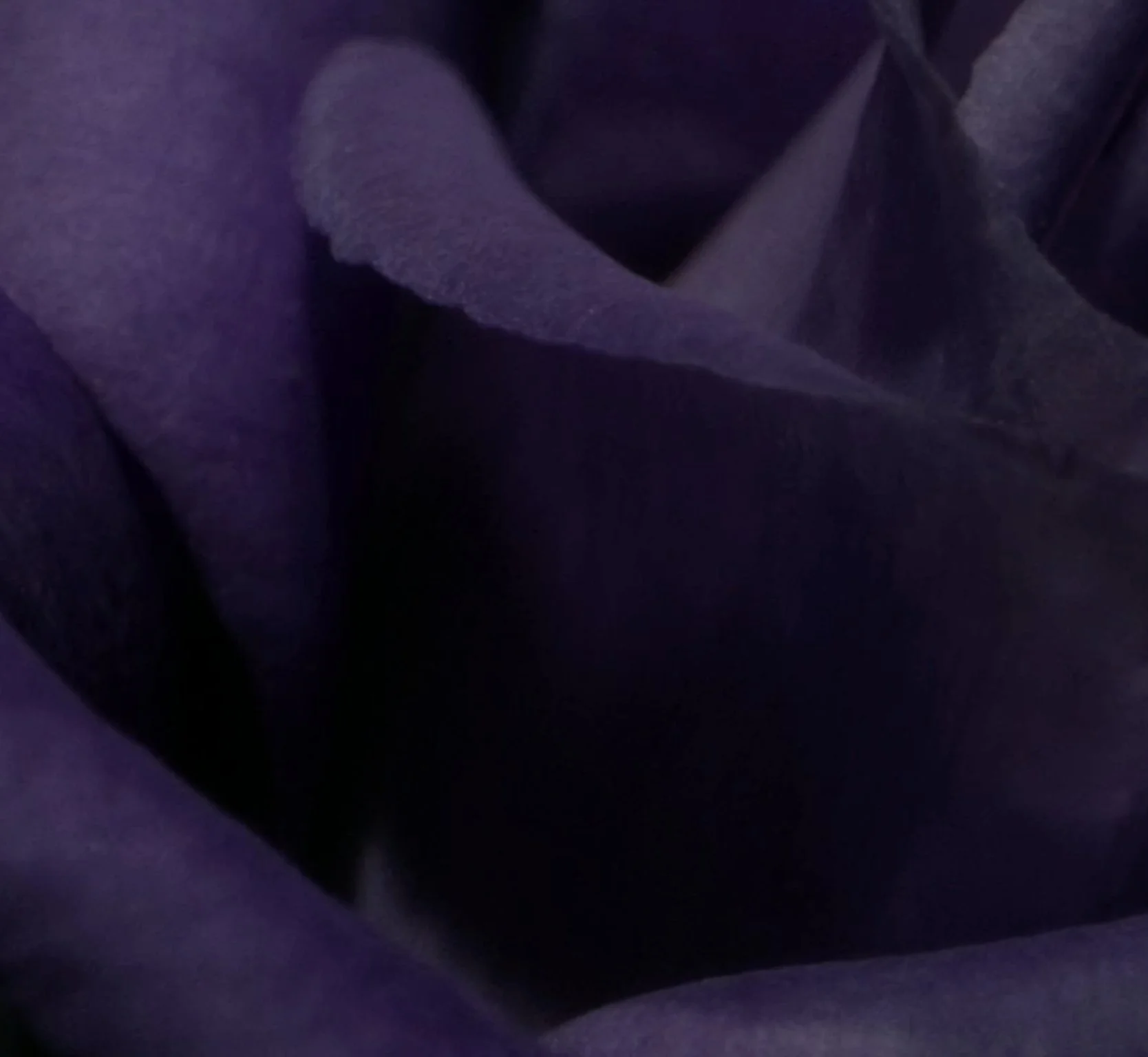 BAPTISTE OLIVIER — FLORAL JOURNEY — visuel 4