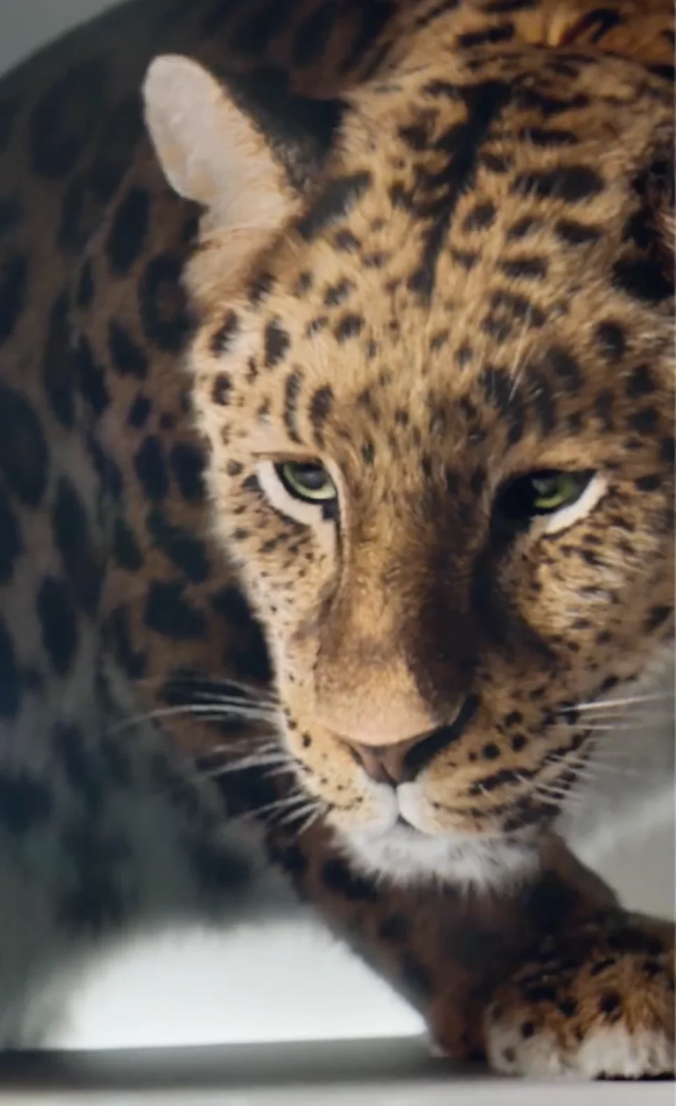 Cartier — Heart of the Stone — visuel 5