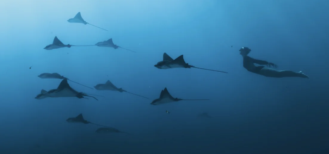DIATOMÉE — AQUABALLET 2 — visuel 2