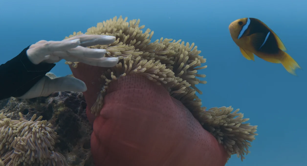 DIATOMÉE — AQUABALLET 2 — visuel 3